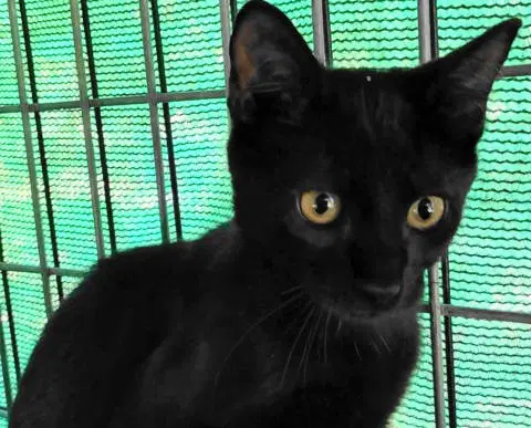 Geordie - Domestic Short Hair