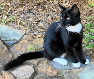 picture of the cat needing adoption