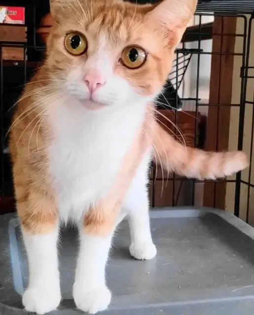 A-Joy - Tabby