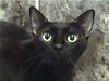 adoptable Cat in frankston, tx, TX named Heather - Barn Cat