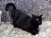 Heather - Barn Cat - Photo 2