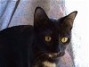adoptable Cat in frankston, TX named A-Egypt