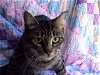 adoptable Cat in frankston, TX named A-Princess