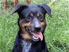 adoptable Dog in frankston, TX named Rhea