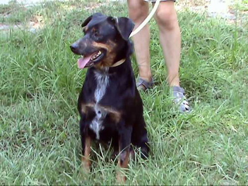 RHEA - Australian Cattle Dog/Blue Heeler available for adoption