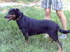 Rhea - Photo 3