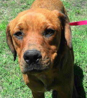 adoptable Dog in Frankston, TX named Truffles