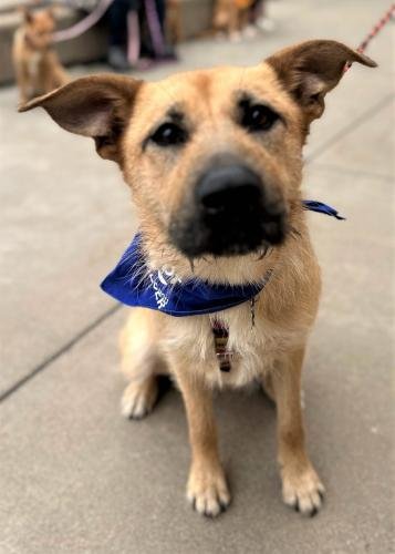 adoptable Dog in Minneapolis, MN named Maggie
