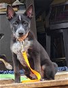 adoptable Dog in minneapolis, MN named Derby