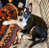 adoptable Dog in minneapolis, MN named Deuce