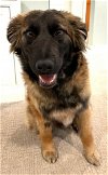 adoptable Dog in minneapolis, MN named Sylvie