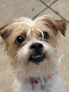 adoptable Dog in minneapolis, MN named Bri