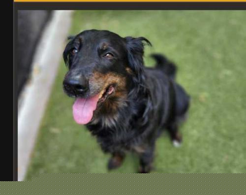 adoptable Dog in Minneapolis, MN named Daisy
