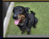 adoptable Dog in minneapolis, MN named Daisy