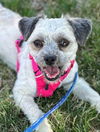 adoptable Dog in minneapolis, MN named Poppy