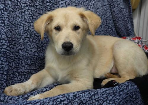 adoptable Dog in Minneapolis, MN named Parker