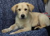 adoptable Dog in minneapolis, MN named Parker
