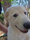adoptable Dog in minneapolis, MN named Paisley