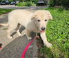 adoptable Dog in  named Paisley