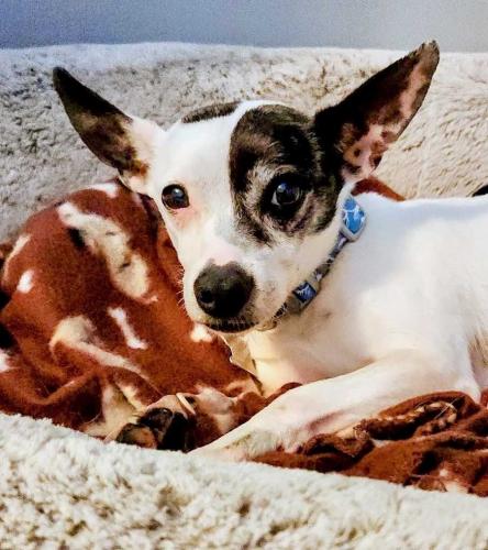 picture of the dog needing adoption