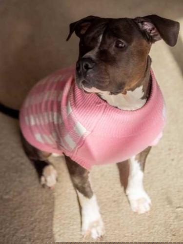 picture of the dog needing adoption