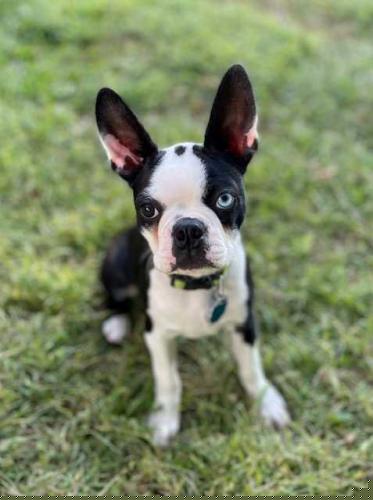 picture of the dog needing adoption