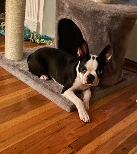 picture of the dog needing adoption