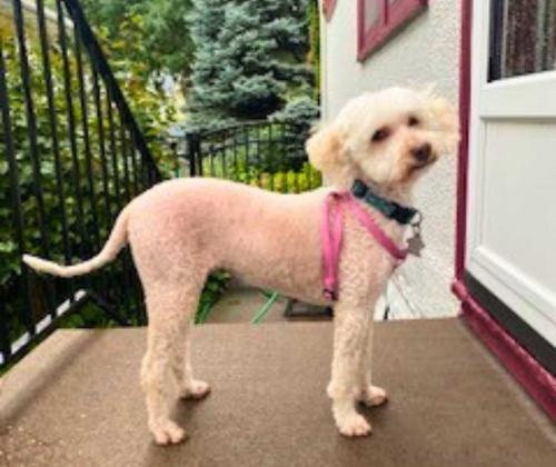 picture of the dog needing adoption