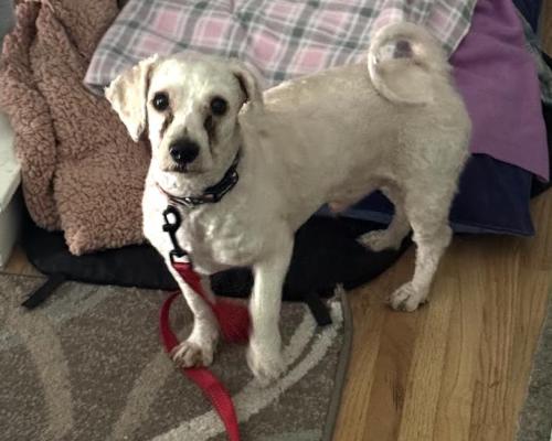 picture of the dog needing adoption