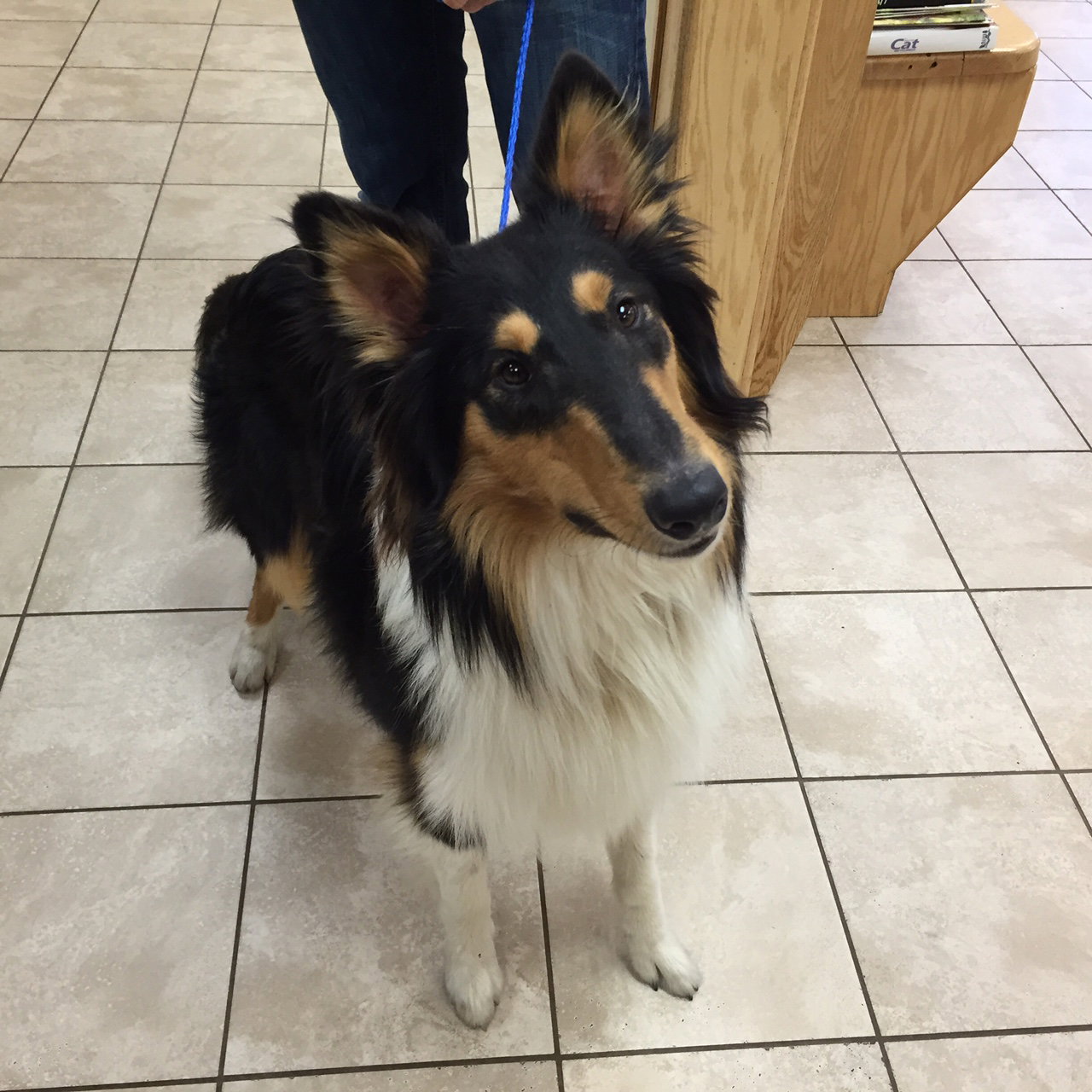 Prince a Young Male Collie (long coat) adopted through Collie Rescue
