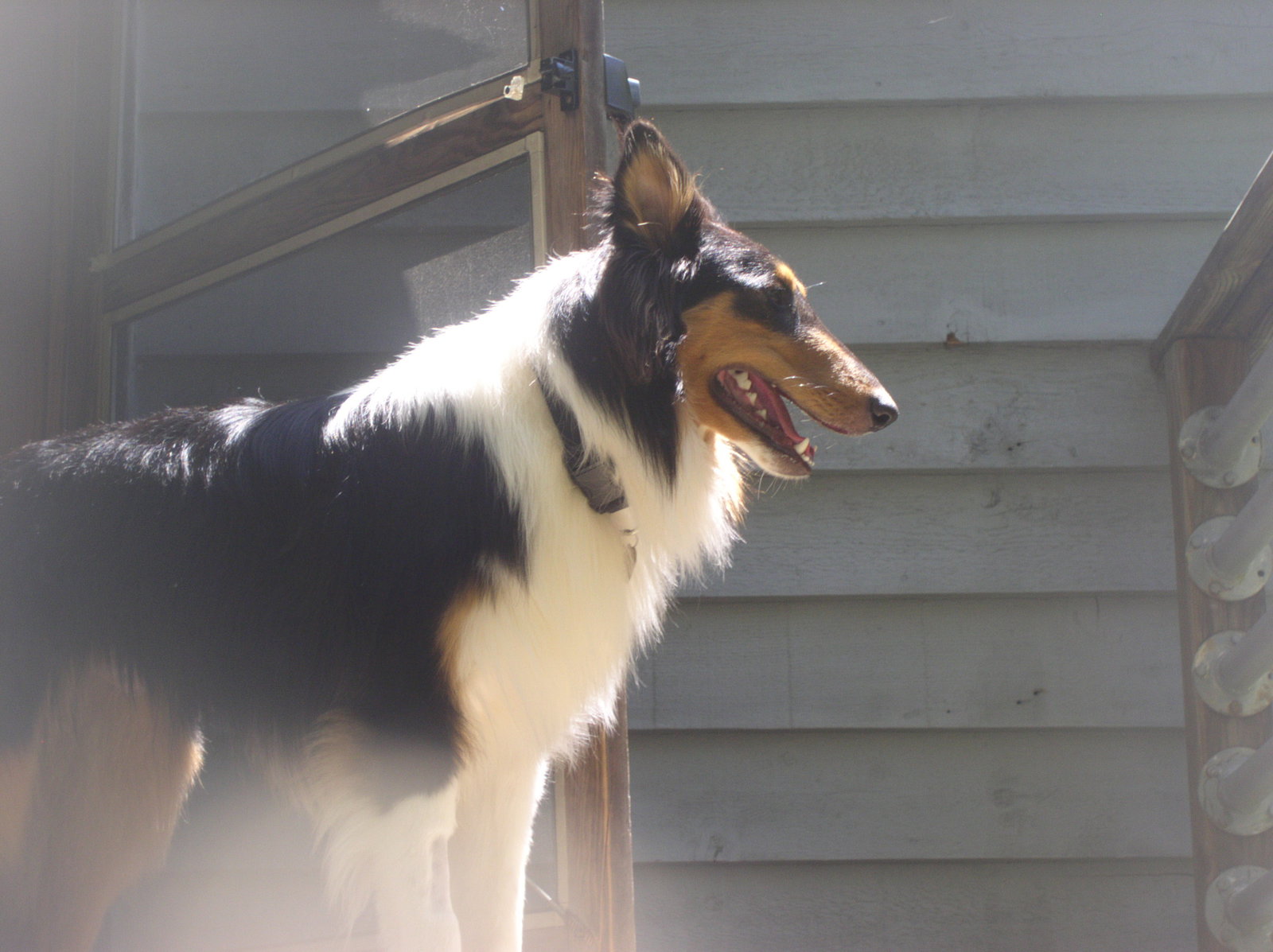Prince - photo 3