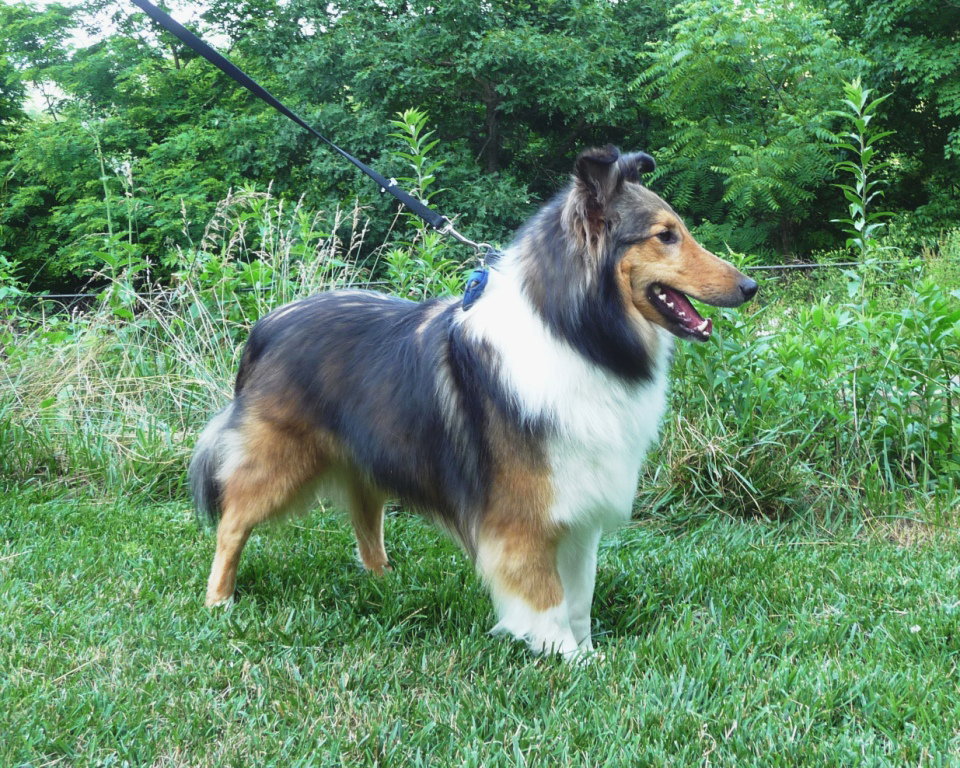 Montana a Young Male Shetland Sheepdog Sheltie (long coat) adopted through Collie Rescue