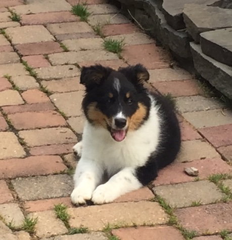 Anna a Baby Female Collie (long coat) adopted through Collie Rescue