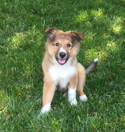 Elsa a Baby Female Collie (long coat) adopted through Collie Rescue