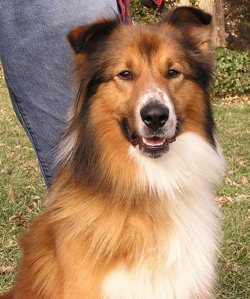 Brody a Adult Male Collie / Mixed (long coat) adopted through Collie Rescue