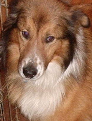 Brody - photo 3