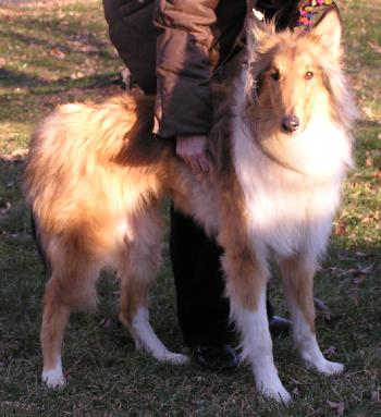 Sampson - photo 2