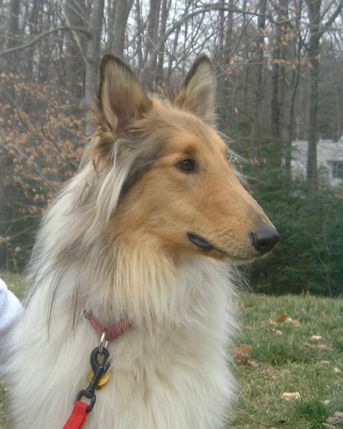 Sampson a Adult Male Collie (long coat) adopted through Collie Rescue