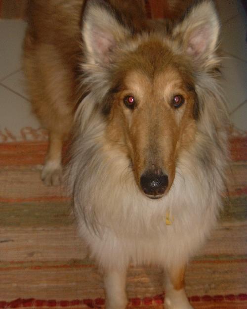 Sampson - photo 3