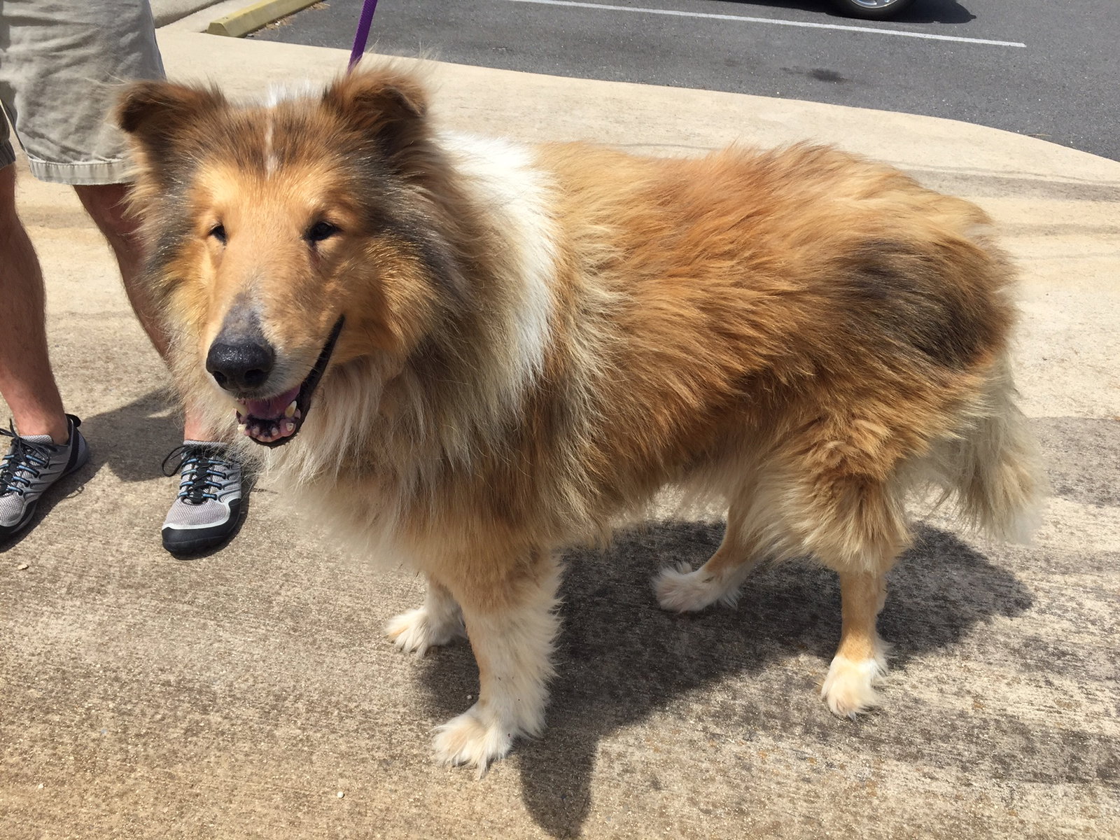 Leo a Adult Male Collie (long coat) adopted through Collie Rescue