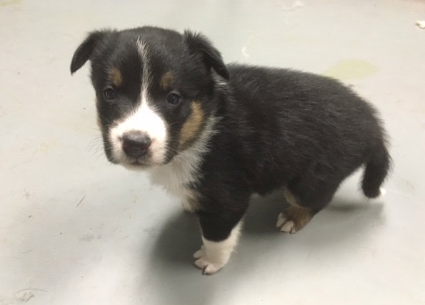 Bruno a Baby Male Collie (long coat) adopted through Collie Rescue