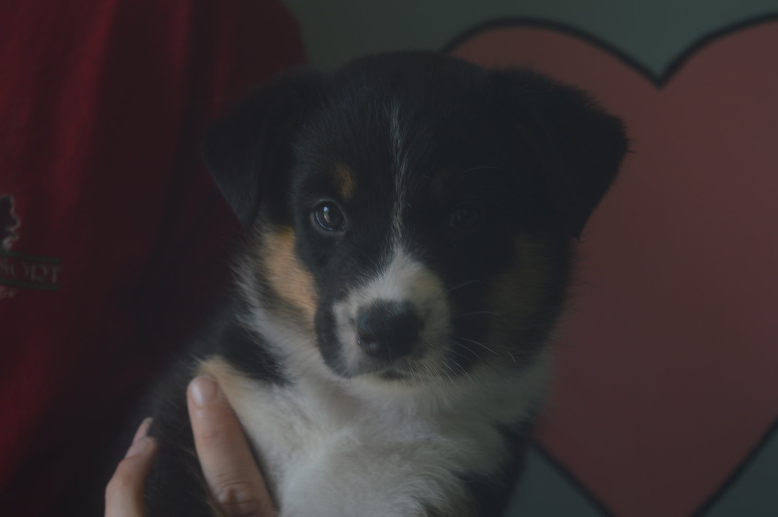 Bruno - photo 4