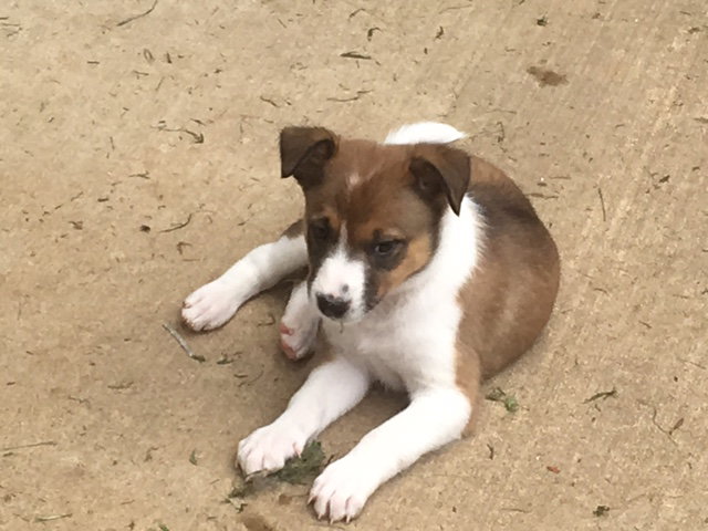 Celine a Baby Female Collie (long coat) adopted through Collie Rescue