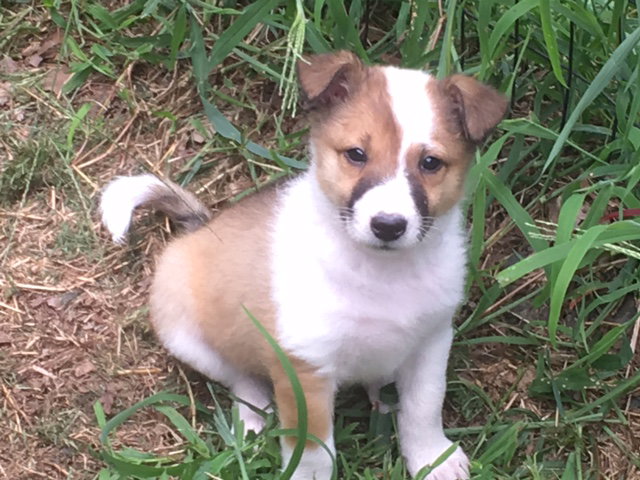 Adele a Baby Collie / Mixed (long coat) adopted through Collie Rescue
