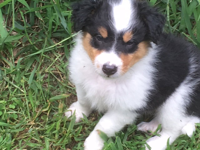 Mariah a Baby Female Collie / Mixed (long coat) adopted through Collie Rescue