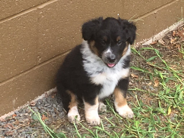 Mick a Baby Male Collie / Mixed (long coat) adopted through Collie Rescue