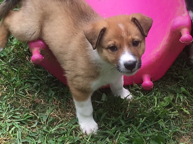 Ozzy a Baby Male Collie / Mixed (long coat) adopted through Collie Rescue