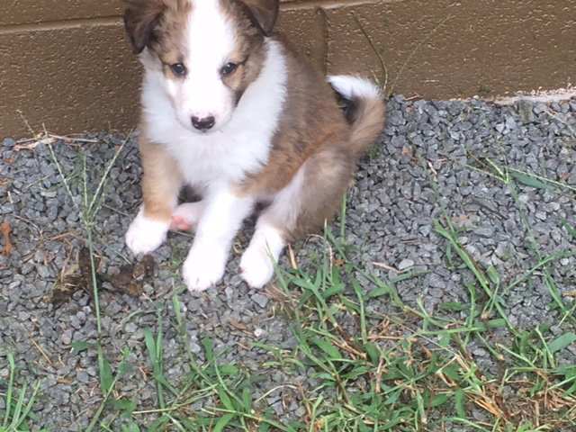 Dolly a Baby Female Collie / Mixed (long coat) adopted through Collie Rescue