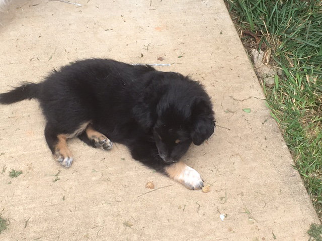 Miranda a Baby Female Collie / Mixed (long coat) adopted through Collie Rescue