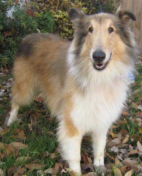 Sam a Adult Male Collie (long coat) adopted through Collie Rescue